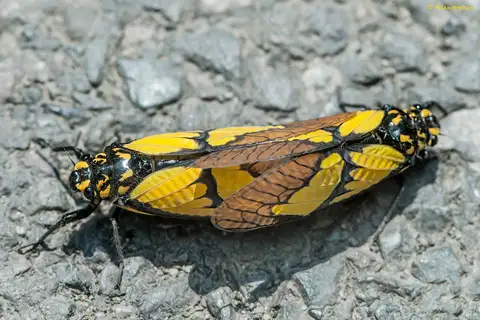 Sulphogaeana sulphurea