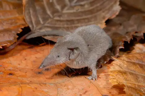 Pygmy White-toothed Shrew
