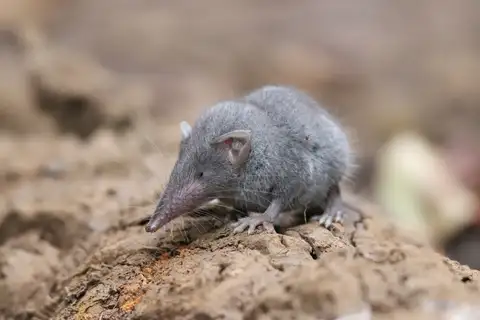 Asian House Shrew