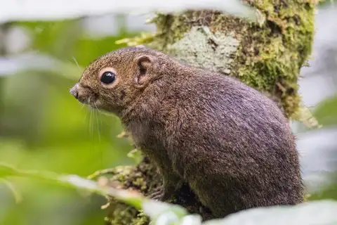 Sumatran Mountain Squirrel