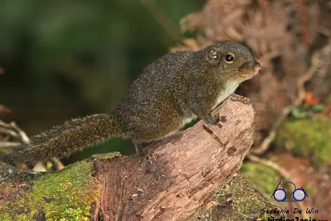 Bornean Mountain Ground Squirrel