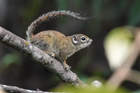 Jentink's Squirrel