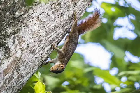 Northern Palawan Tree Squirrel