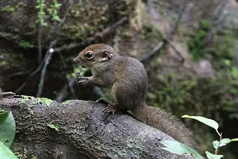 Robinson's Squirrel