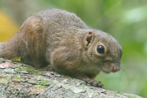 Lowland Slender Squirrel