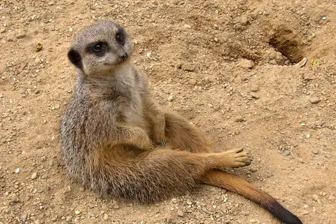 Meerkat