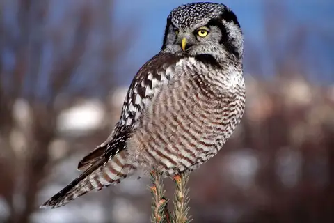 Northern Hawk-Owl