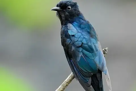 Fork-tailed Drongo-Cuckoo