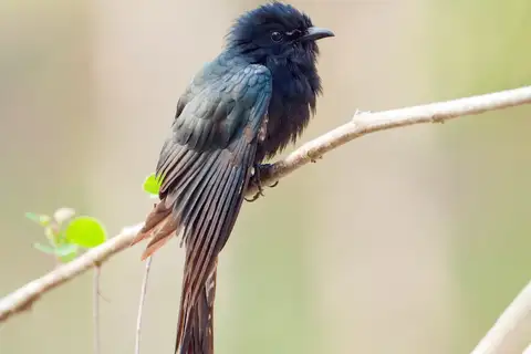 Square-tailed Drongo-Cuckoo