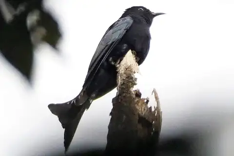 Moluccan Drongo-Cuckoo