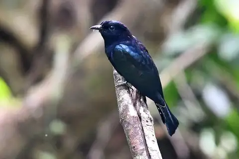 Philippine Drongo-Cuckoo