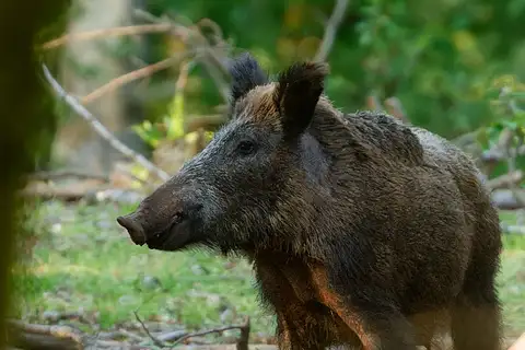 Wild Boar