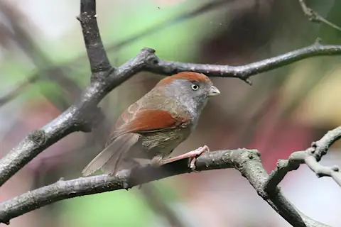 Ashy-throated Parrotbill