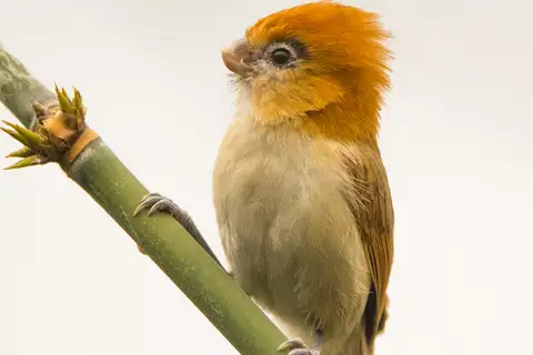 Pale-billed Parrotbill