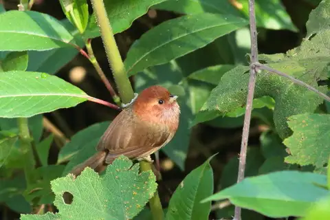 Brown-winged Parrotbill