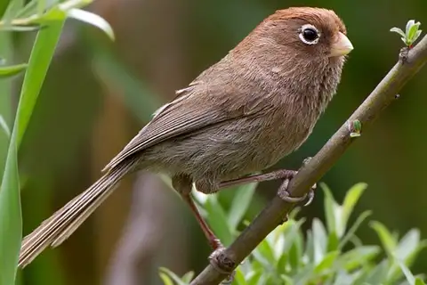 Spectacled Parrotbill