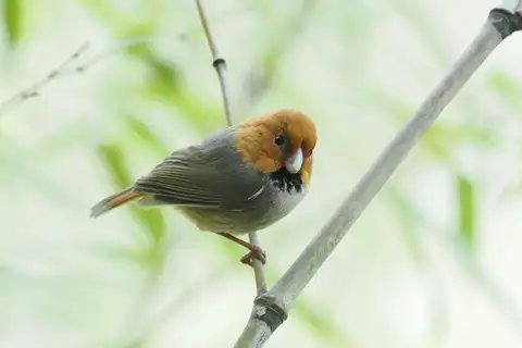 Short-tailed Parrotbill