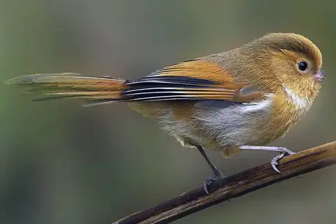 Fulvous Parrotbill
