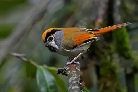 Black-throated Parrotbill