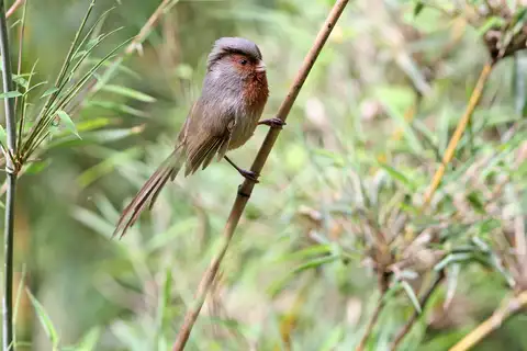 Przevalski's Parrotbill
