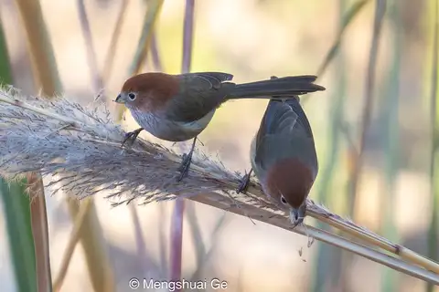 Eye-ringed Parrotbill