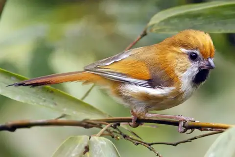 Golden Parrotbill
