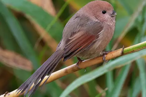 Vinous-throated Parrotbill