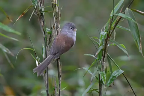 Grey-hooded Parrotbill