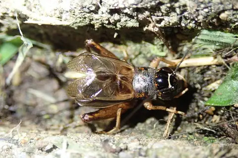 Svercacheta siamensis