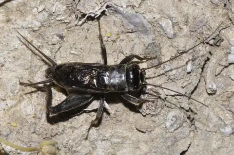 Cicada Cricket