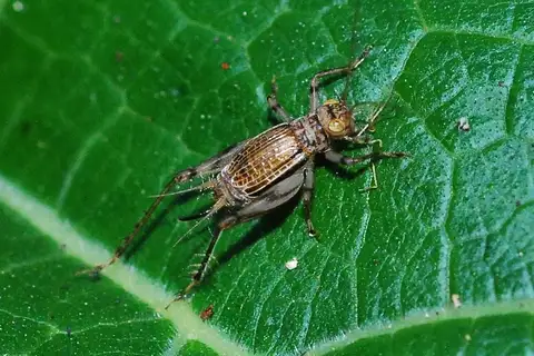 Svistella bifasciata