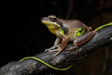 Green-thighed Tree Frog