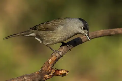 Eurasian Blackcap