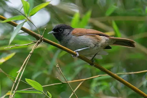 Rwenzori Hill Babbler