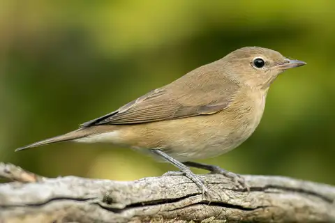 Garden Warbler