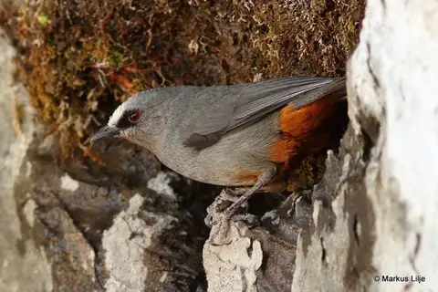 Abyssinian Catbird
