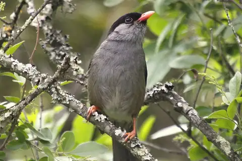 Bush Blackcap