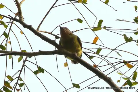 Lemon-bellied Crombec