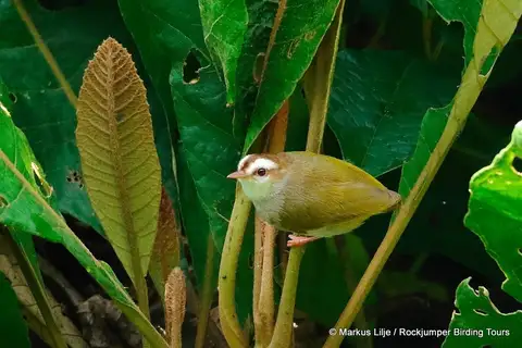 White-browed Crombec