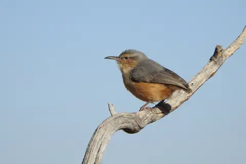 Long-billed Crombec