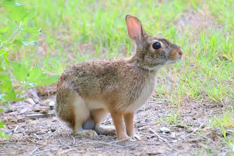 Eastern Cottontail