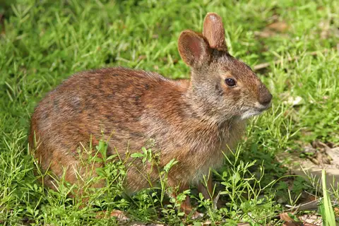 Marsh Rabbit