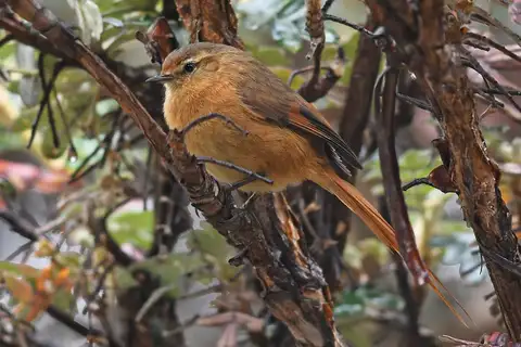Tawny Tit-Spinetail