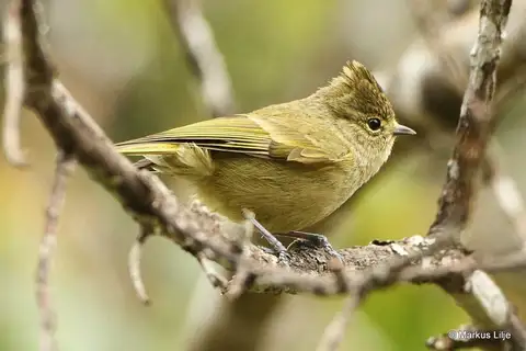 Yellow-browed Tit