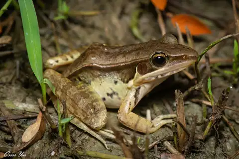 Guenther's Frog