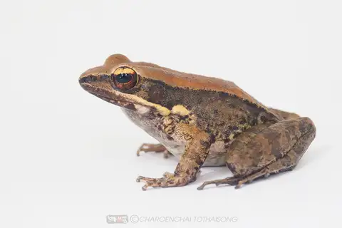 Mortensen's Frog