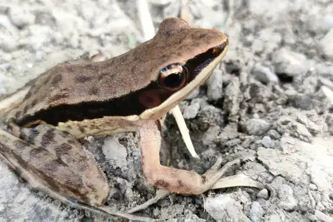 Black-striped Frog