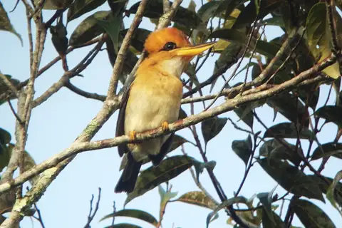 Mountain Kingfisher