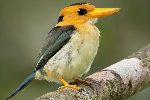 Yellow-billed Kingfisher