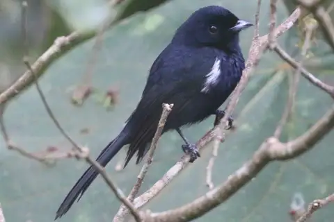 Black Monarch